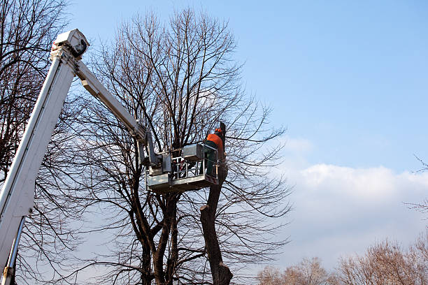 Best Storm Damage Tree Cleanup  in Stagecoach, NV